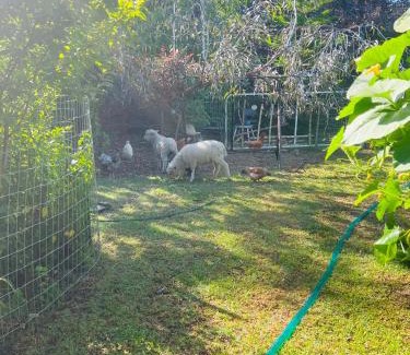 Flora Hill Apartment | Bird Paradise & mini farm