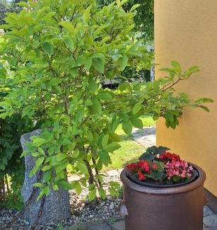 Born auf dem Darss Apartment | Boddenpieper