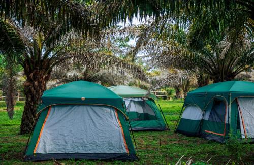 Bugala Island Resort | Bugoma Palms Resort Sand Beach