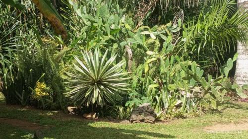 Las Terrenas House | bungalows tropicaux Jardin exotique