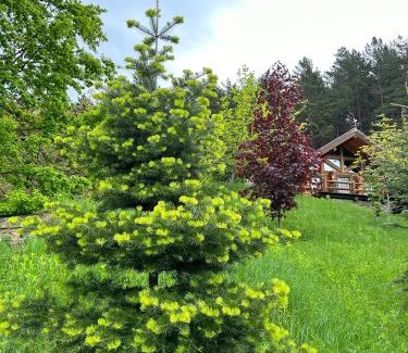Piatra Neamt Apartment | Căsuța din pădure