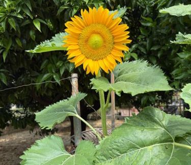 Borgio Verezzi Bed & Breakfast | Ca du Ginetto B & B