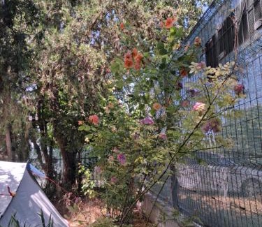 Vama Veche Other | Camping Curtea Pescărușului