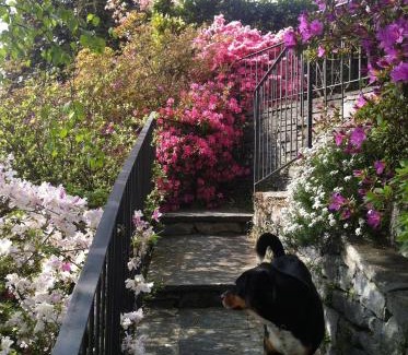 Locarno Apartment | Casa Alice