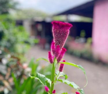 Ometepe Island House | Casa AnaMar