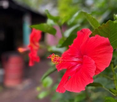 Ometepe Island House | Casa AnaMar