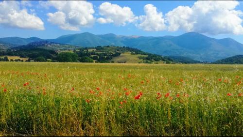 Fiuggi Bed & Breakfast | Casa per Ferie Metamorphosi