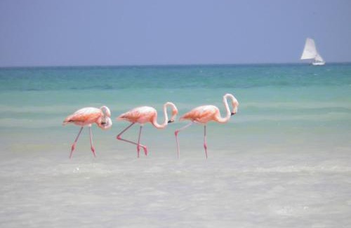 Isla Holbox Hotel | Casa Punta Coco & Beach Club