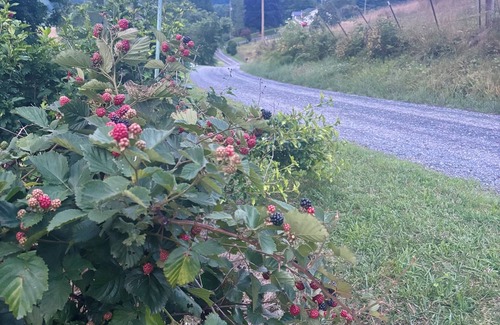 Old Town Cottage | Charming 2-BR cottage in Galax with WiFi, AC. Close to Blue Ridge Parkway