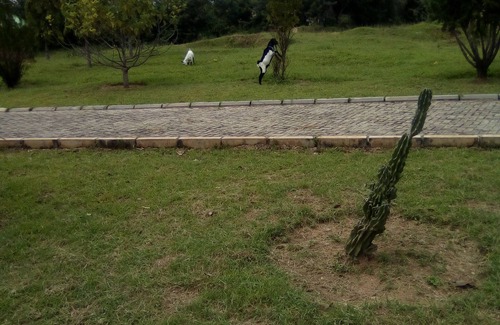 Tarangire National Park Cottage | Charming , budget 20-bedroom cottage with WiFi and AC in delightful Usagara