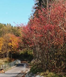 Czorsztyn Resort | Chatki Qdłatki