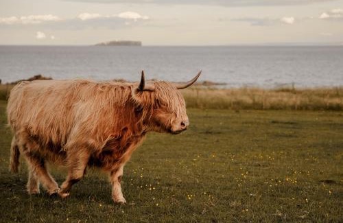 Anstruther House | Clover Cottage countryside retreat with sea views