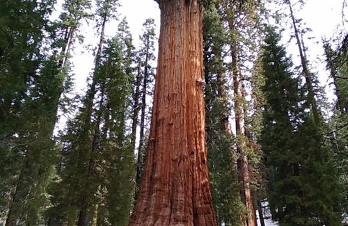 Three Rivers Cabin | Contemporarycabin inthe wilderness ofSequoiaNP Great stargazing.Pets Kiddos Free