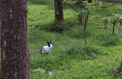 Kushalnagar Resort | Coorg Nest Cottages