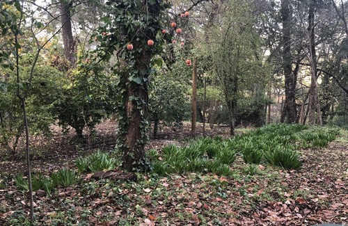 Calistoga Cottage | Cozy cottage in woodsy haven - 2 miles from downtown Calistoga