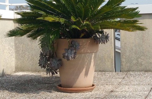 Misano Adriatico Apartment | Cristina’s flat, a cozy attic with roof garden next to the beach