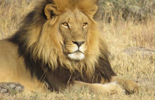 Nkomazi Other | Crocodile Bridge Safari Lodge
