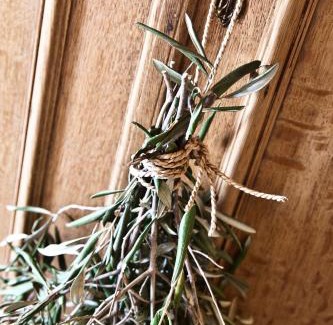 Paarl House | d'Olyfboom Guest House B & B