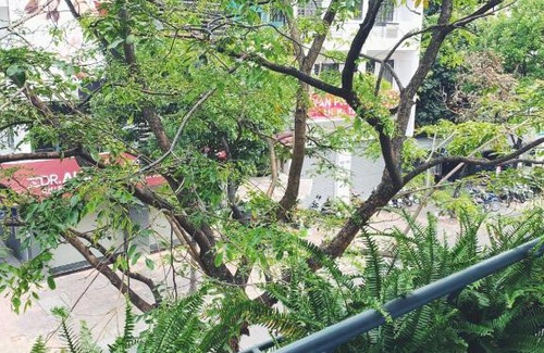 Phuong 6 House | Daisy's Guest House