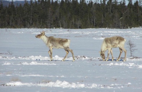 Deer Lake Hotel | Deer Lake Horizon Hotel