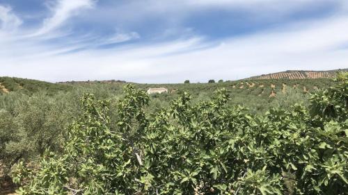 Fuentes de Cesna Ski Chalet | Dehesilla Olive Orchard Retreat