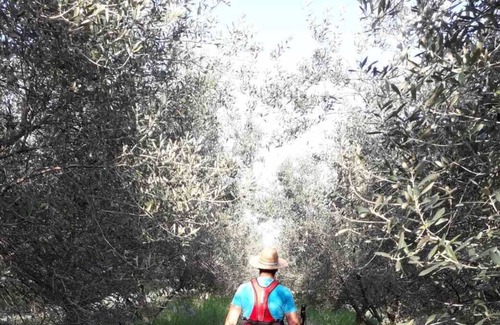 Piran Apartment | Discover nature's symphony, taste our own produced organic olive oil and wine.