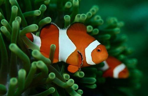 San Luis Resort | Dive and Trek Resort and Marine Sanctuary