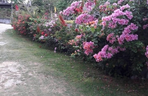 Panglao Apartment | Double Room By the Beach with Seaview and Balcony