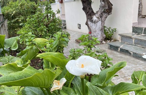 Drosia Apartment | dragonas-diam-1 in Zante