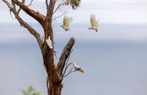 Arthurs Seat Bed & Breakfast | Dream Views at Arthurs Seat B & B