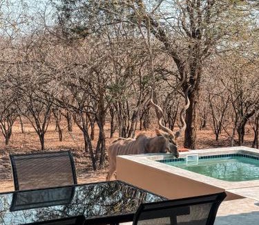 Marloth Park Apartment | Dung Beetle Bush Villa