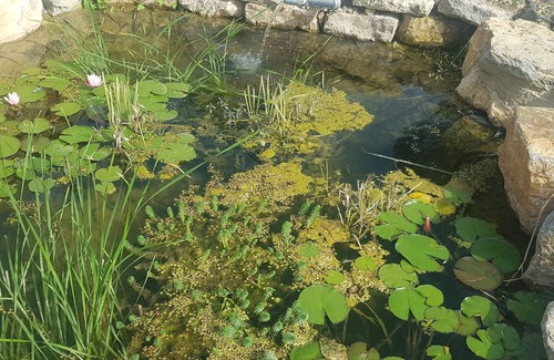 Flayosc Cottage | Ecological gite with natural swimming pool
