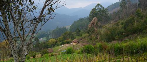 Periyur Other | EKa Forest