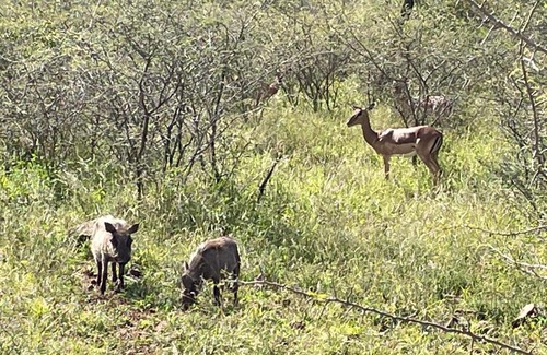 Pongola Apartment | Elephant Kraal - Avery House