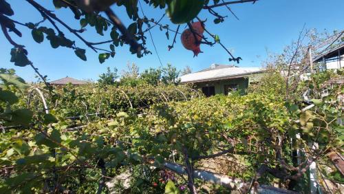 Kutaisi House | Eleven Guest House