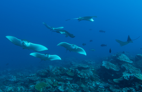 Feydhoo Hotel | Equa Reef Maldives