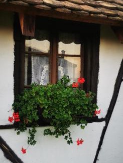 Central Serbia Apartment | Etno domaćinstvo Miris Bosiljka
