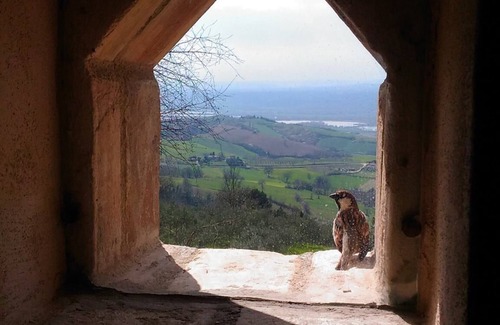 Guardea Villa | Exclusive Villa & Pool in the Olive Groves - 1 Hour to Rome, 20 Min. to Orvieto