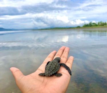Canas Other | Explorer Isla Cañas