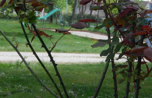 Couddes Cottage | Family-Friendly House with Garden, Near Loire Castles & Zoo, Pet-Friendly