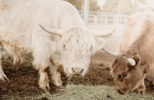 McIntosh Other | Family Glamping Tent at Manzano Mountain Retreat