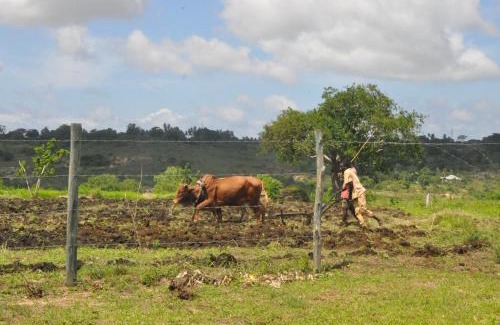 Galu Other | Farming In Rhythm