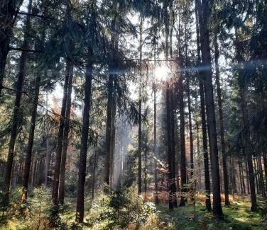 Waldbrunn Apartment | Fewo Waldtherme Relaxen, wandern, Radfahren