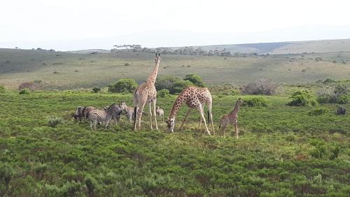 Kouga House | Fijnbosch Game Lodge Jeffreys Bay