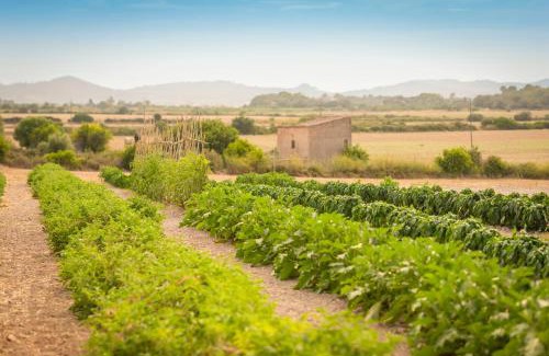 Porreres House | Finca Son Roig by Valentin