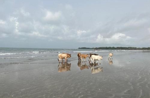 Sanyang Bed & Breakfast | Flamingo Beach