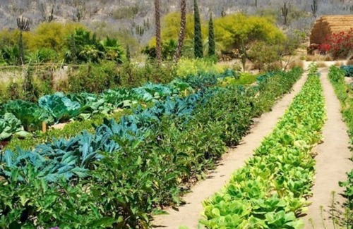 San Jose del Cabo Cottage | Flora Farms Culinary Cottage - One of a Kind! 2.5 br, 2 bathroom, sleeps 6