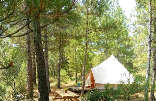 Naves Other | Forest Days
