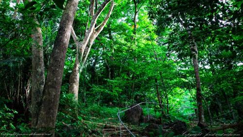 Jana House | Forest West Nishi