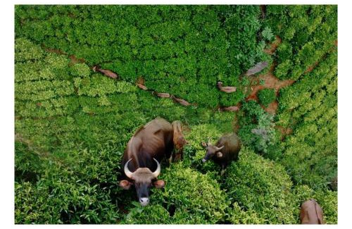 Thalayathimund Resort | Fortune Retreats